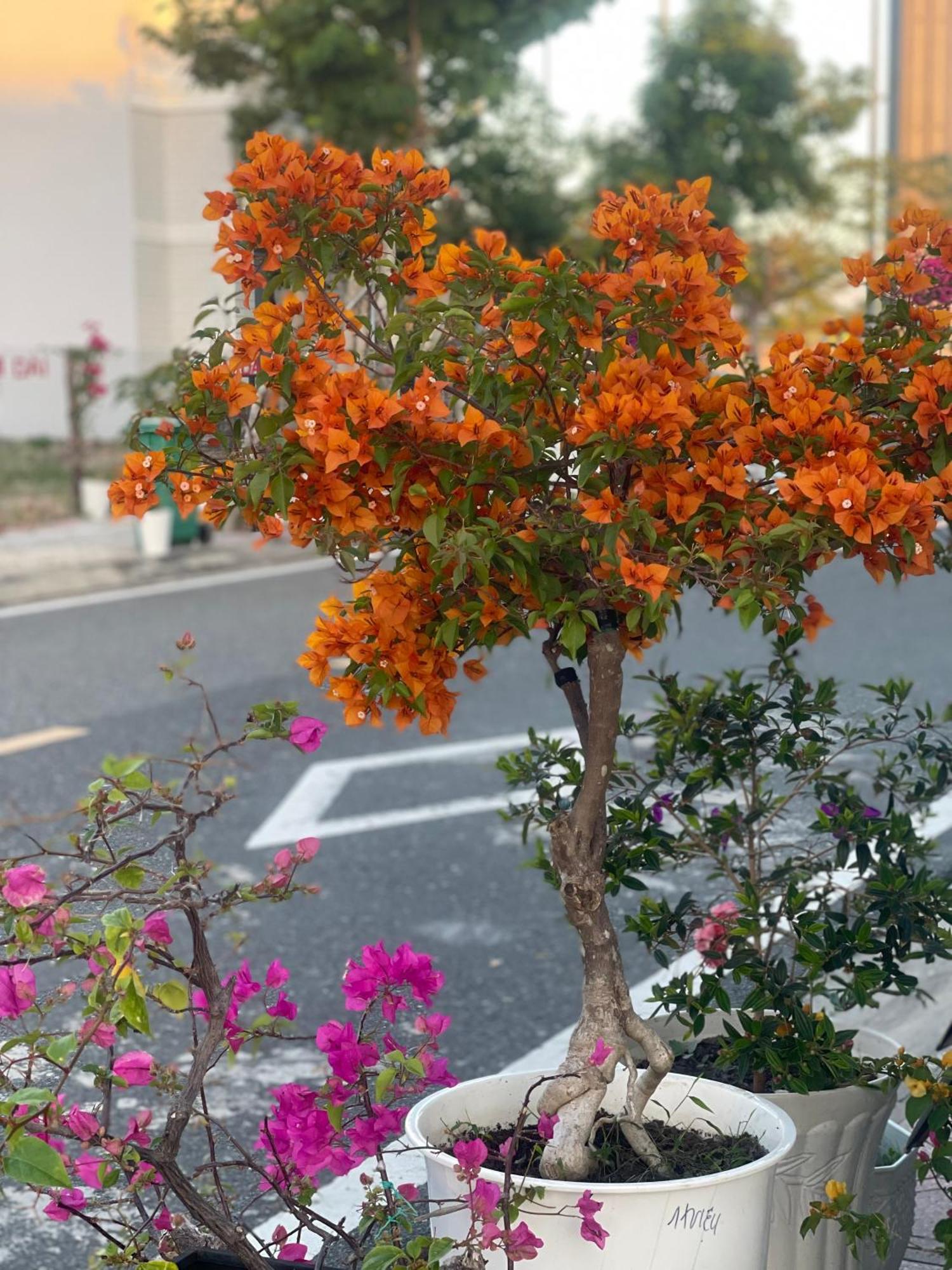 Moc Homestay- Near Bai Dai Beach Cam Lam Luaran gambar